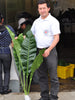 Anthurium scolopendrinum 2