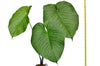 Anthurium urbanii