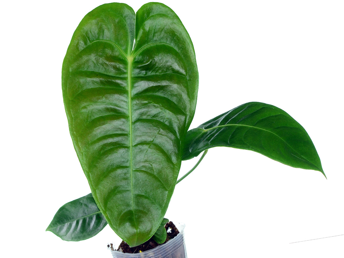 Anthurium veitchii type — Ecuagenera USA Corp