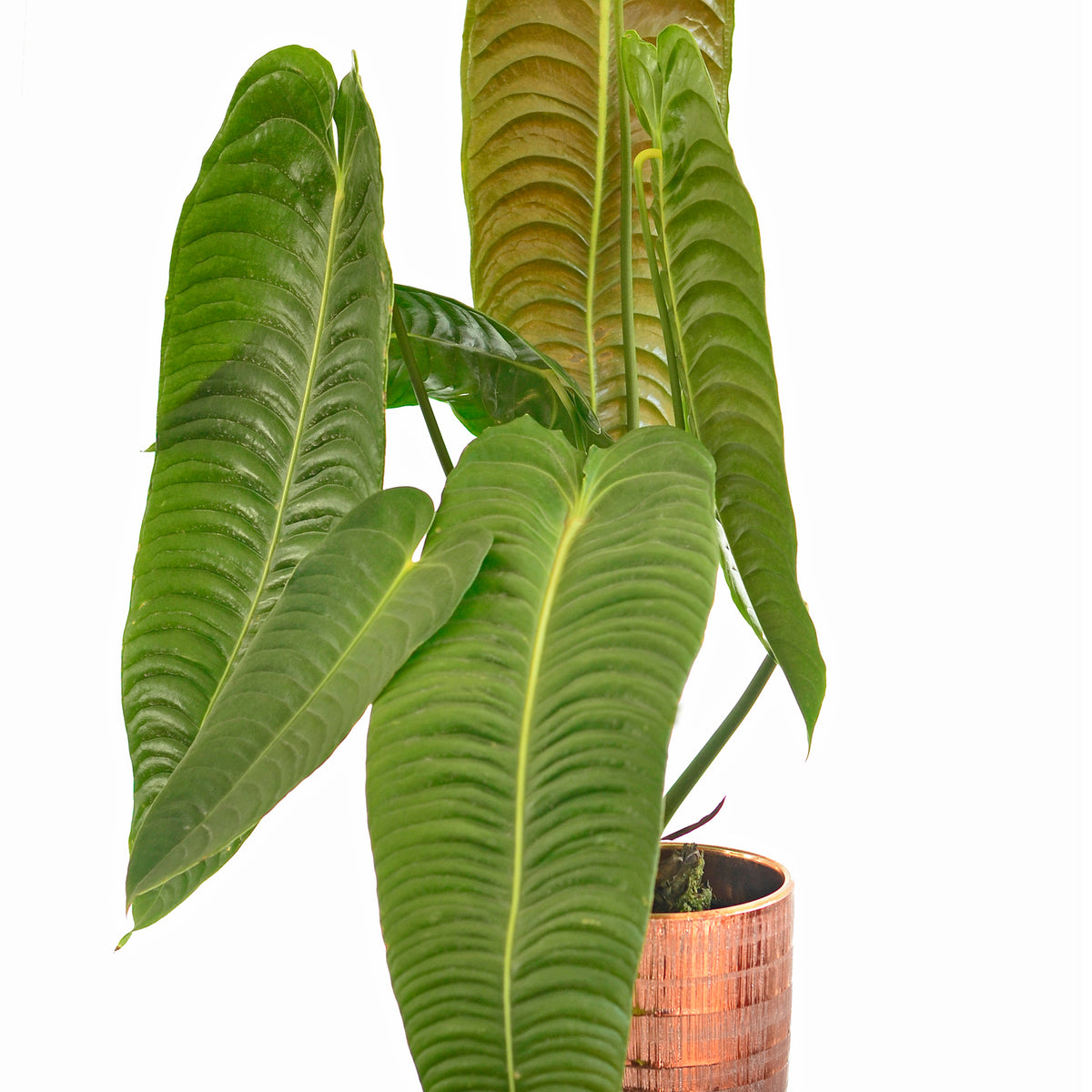 Anthurium veitchii — Ecuagenera USA Corp