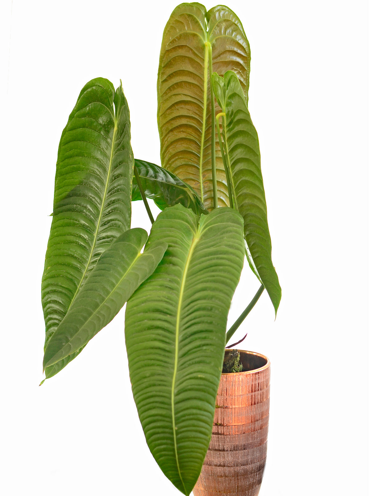 Anthurium veitchii (medium)