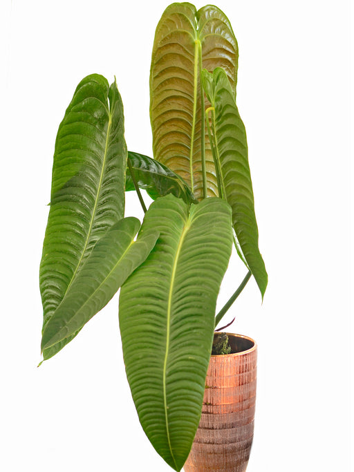 genus anthurium Anthurium veitchii (seedling) — Ecuagenera USA Corp