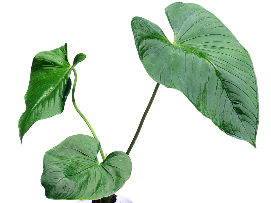 anthurium versicolor Anthurium versicolor — Ecuagenera USA Corp