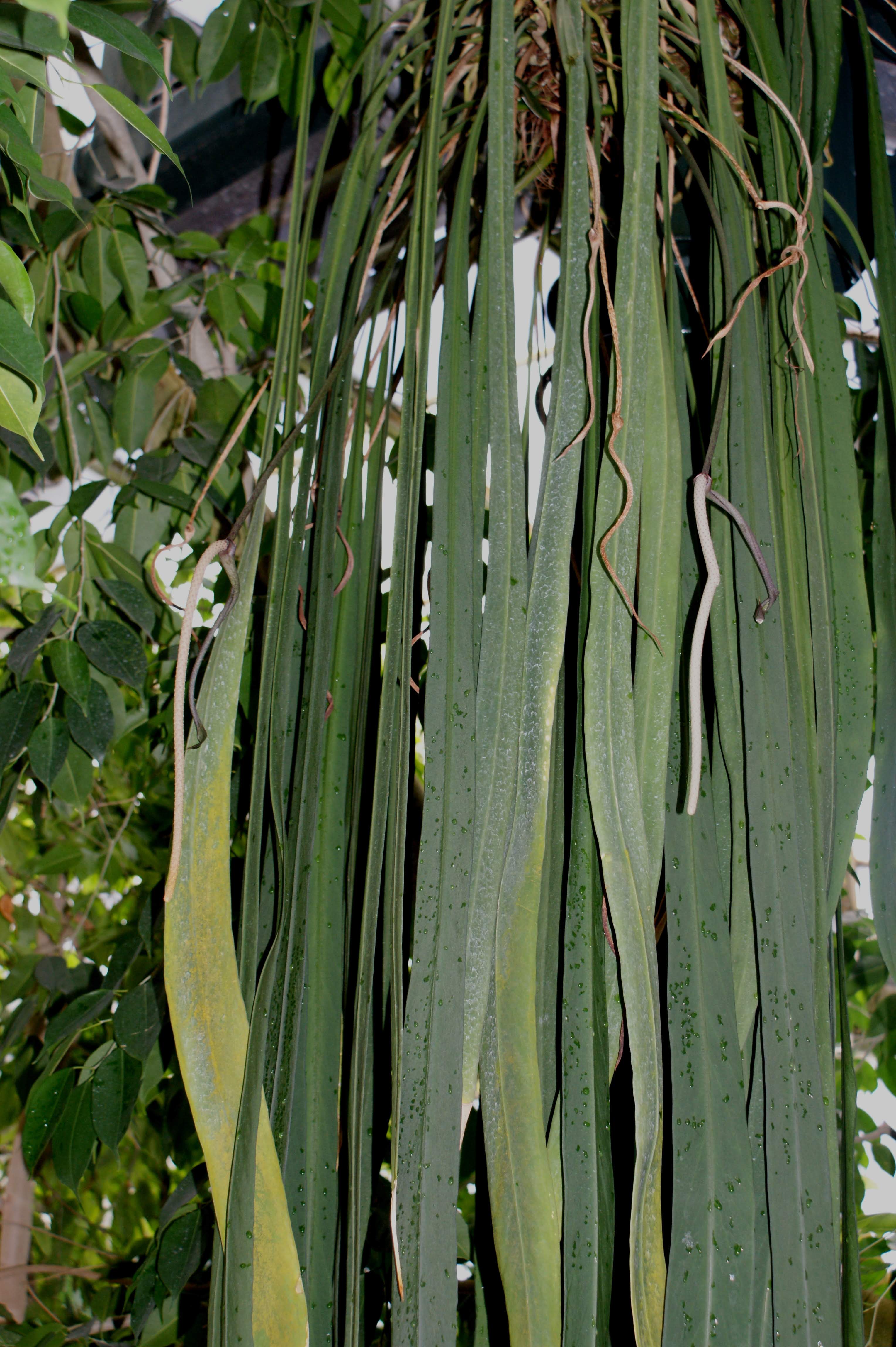 anthurium on tree Anthurium vittariifolium (seedling) — Ecuagenera USA Corp
