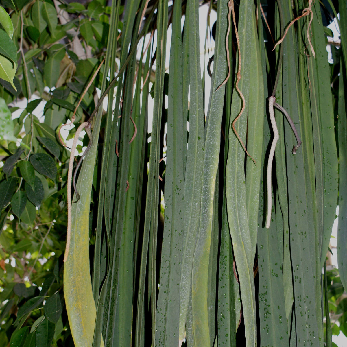 Anthurium vittariifolium (seedling)