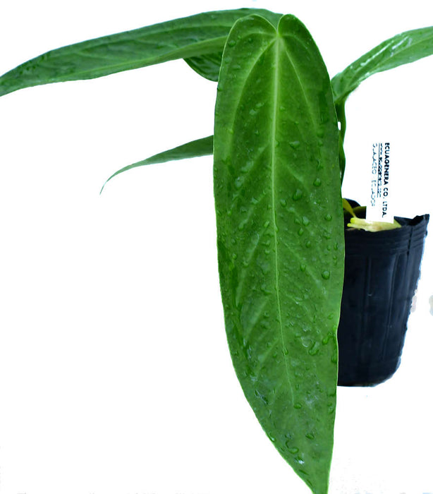 Anthurium warocqueanum 'Esmeralda' seedling