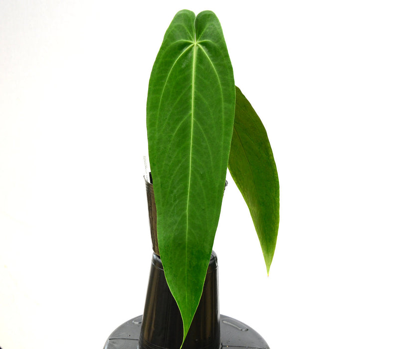Anthurium warocqueanum 'Esmeralda' seedling