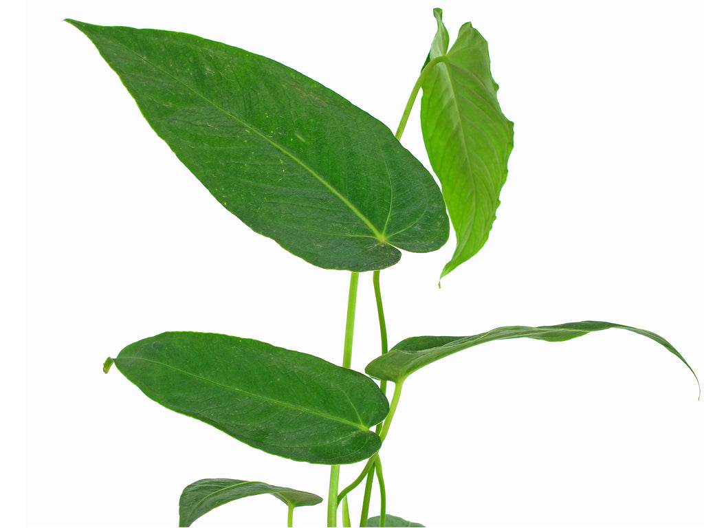 anthurium waterburyanum Anthurium waterburyanum (seedling) — Ecuagenera USA Corp