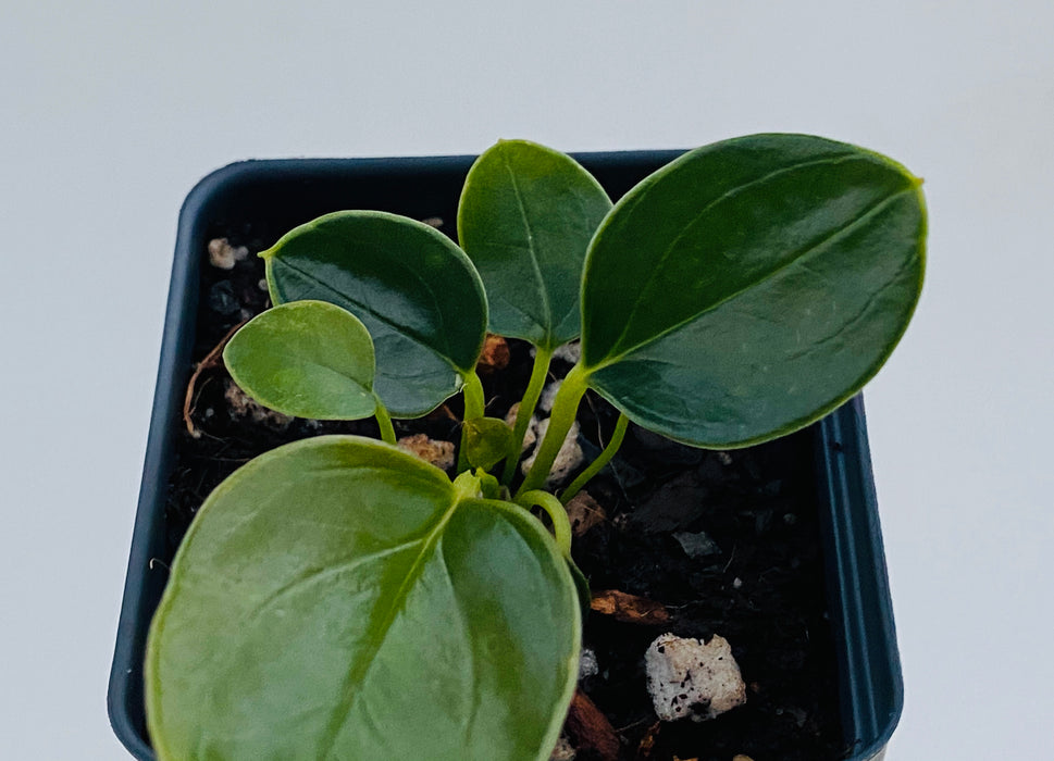 Anthurium weberbaueri - seedling