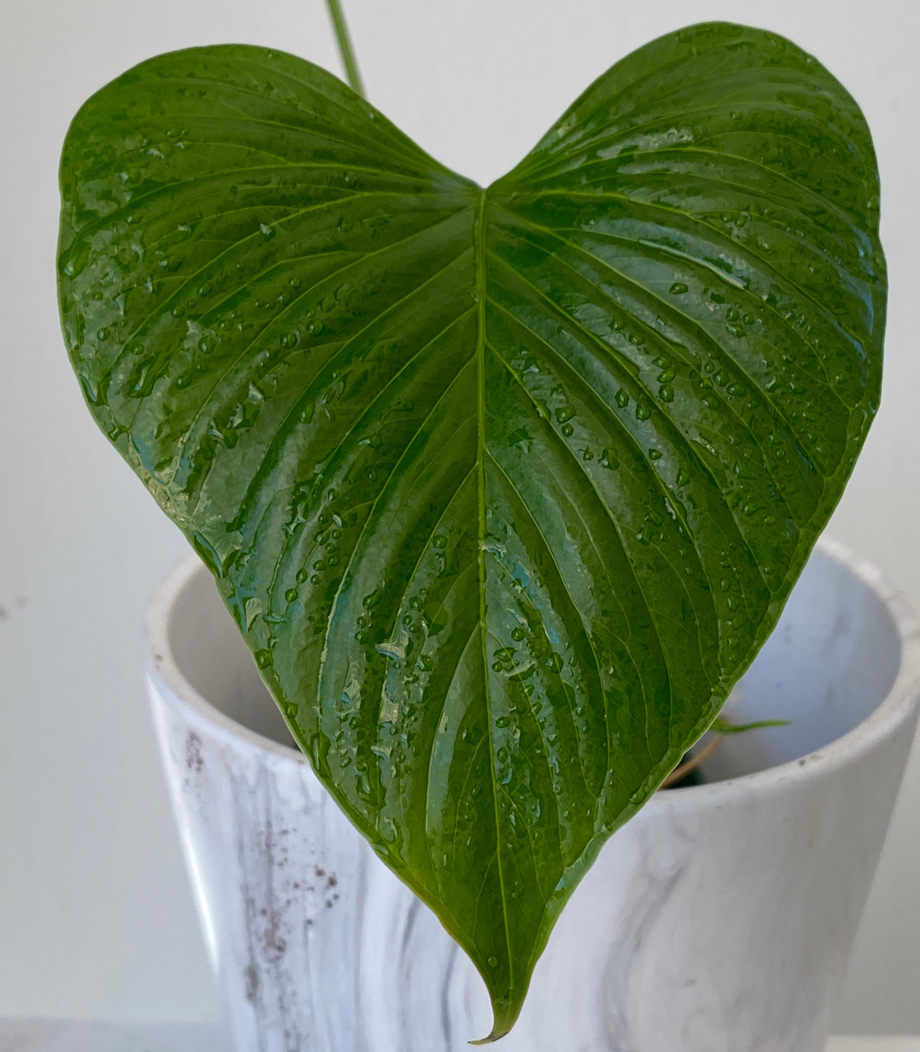 Anthurium sp Morona — Ecuagenera USA Corp
