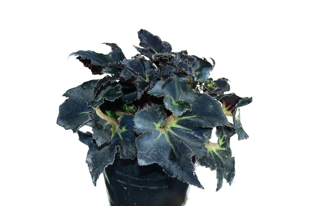 Begonia Black Fancy