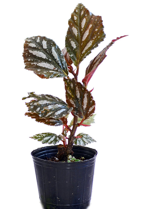 Begonia maynensis