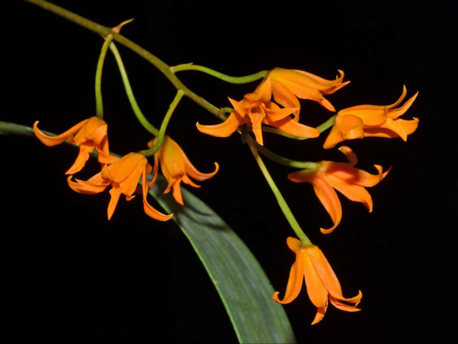 Bifrenaria aureofulva