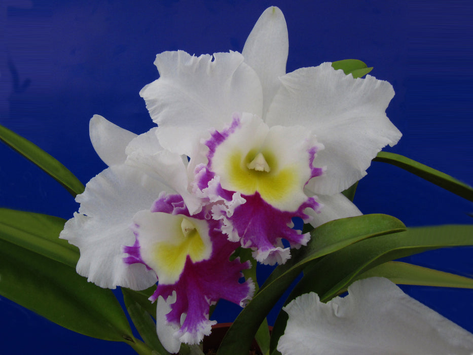 Brassolaeliocattleya Blanche Aisaka "hawaii"