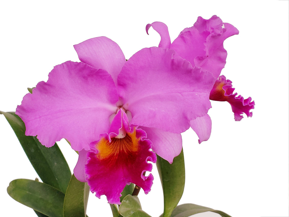 Brassolaeliocattleya Strong Men - Vibrant Hybrid Orchid