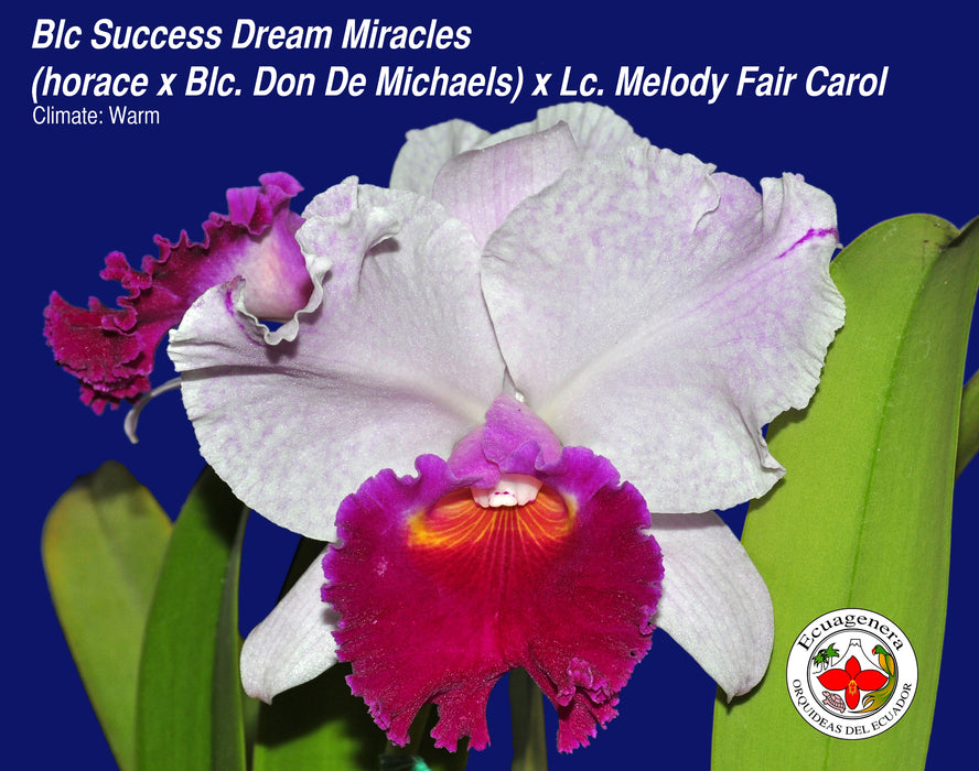 Brassolaeliocattleya Success Dream Miracles (horace x Blc. Don De Michaels) x Lc. Melody Fair Carol