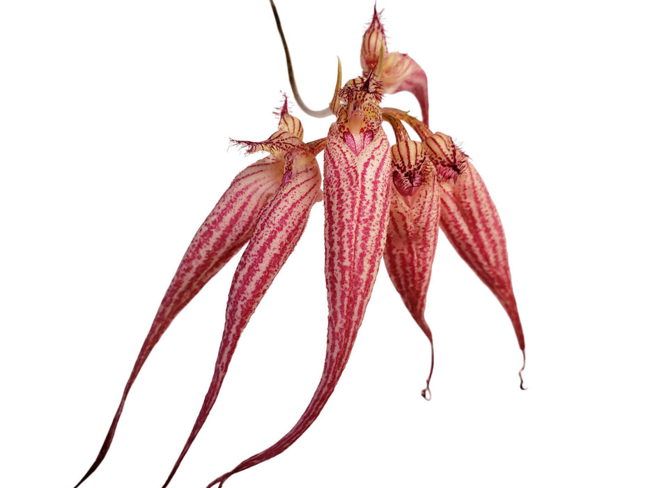 Bulbophyllum Elizabeth Ann 'Buckleberry'