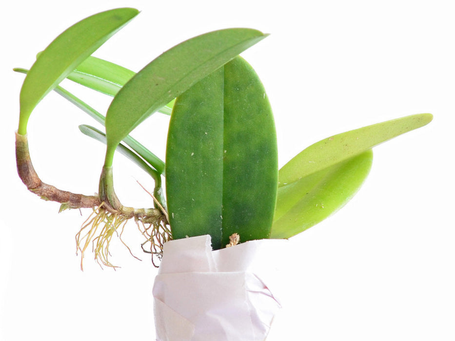 Bulbophyllum baileyi