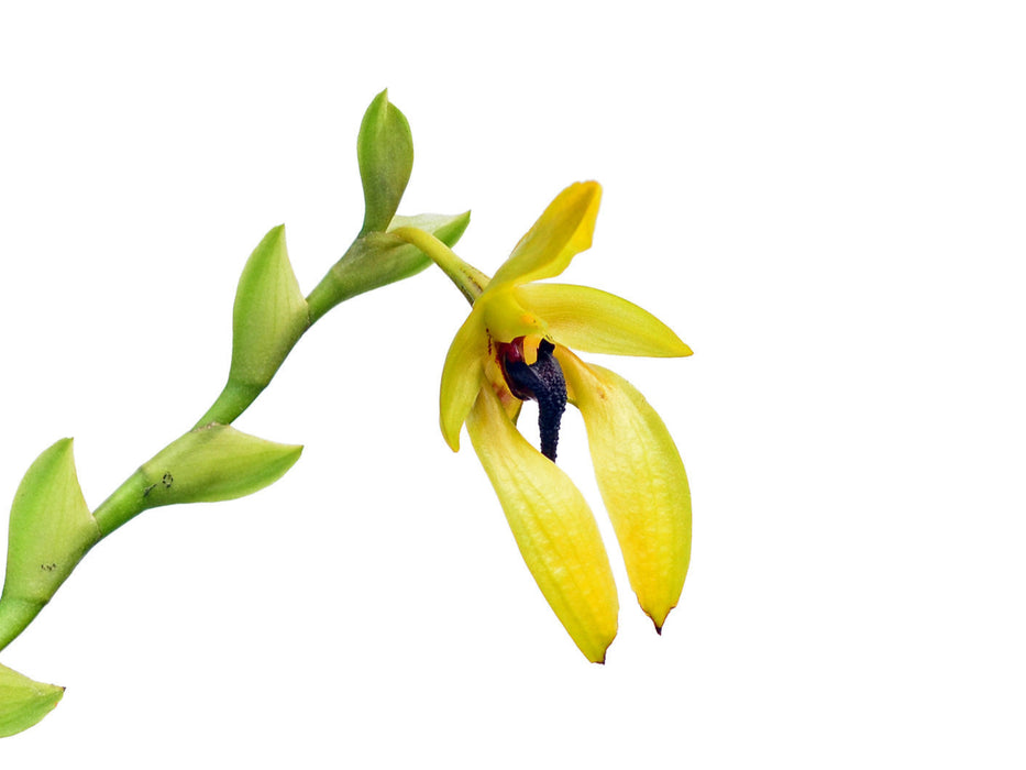 Bulbophyllum carunculatum