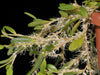 Bulbophyllum clandestinum