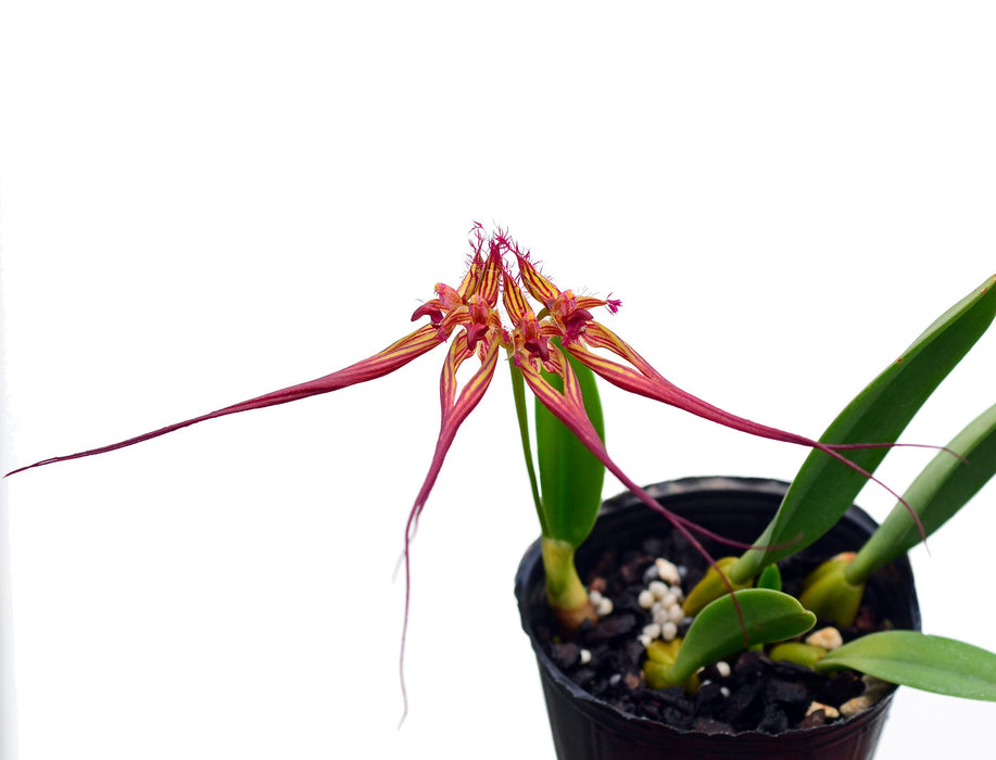 Bulbophyllum colleti