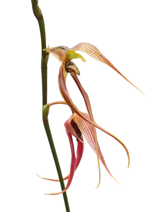 Bulbophyllum klabatense subsp. sulawesii
