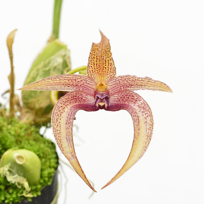 Bulbophyllum lobbii 002790