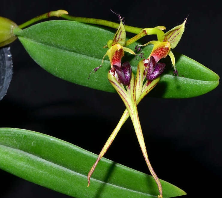 Bulbophyllum Putidum