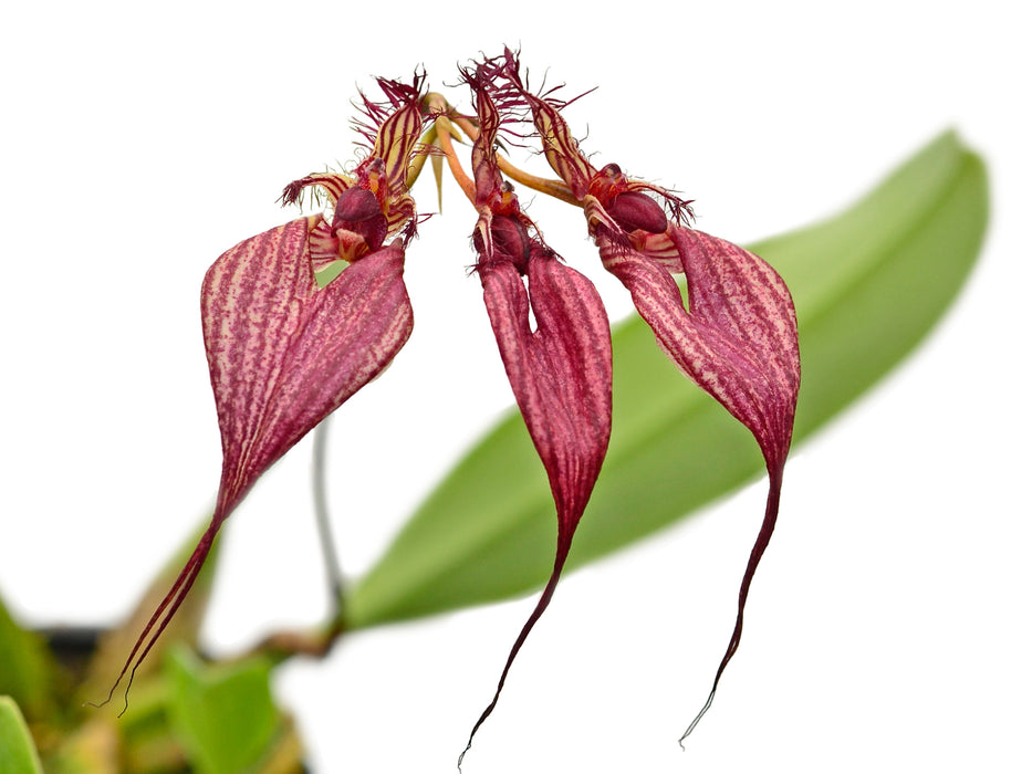 Bulbophyllum rothschildianum .