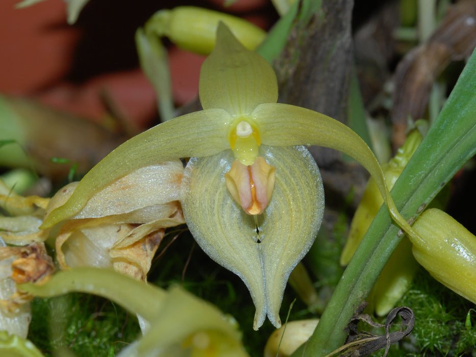 Bulbophyllum rugosum