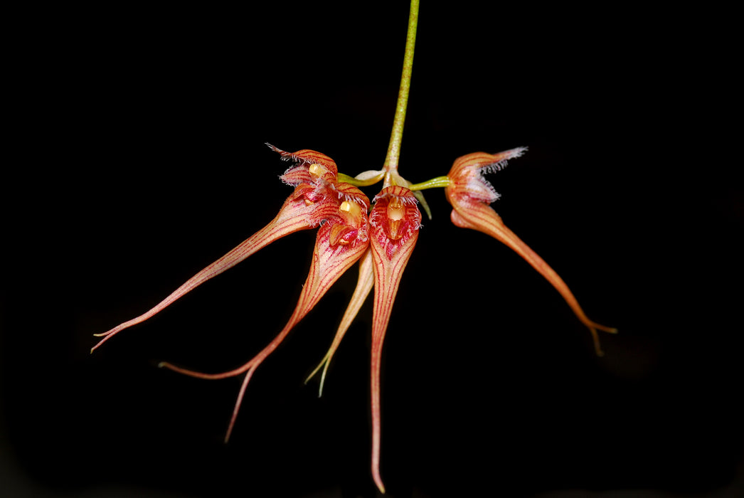Bulbophyllum sanguineopunctatum