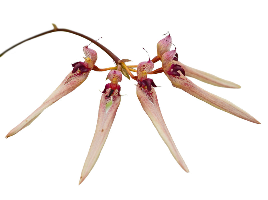 Bulbophyllum umbellatum Syn. trisetum