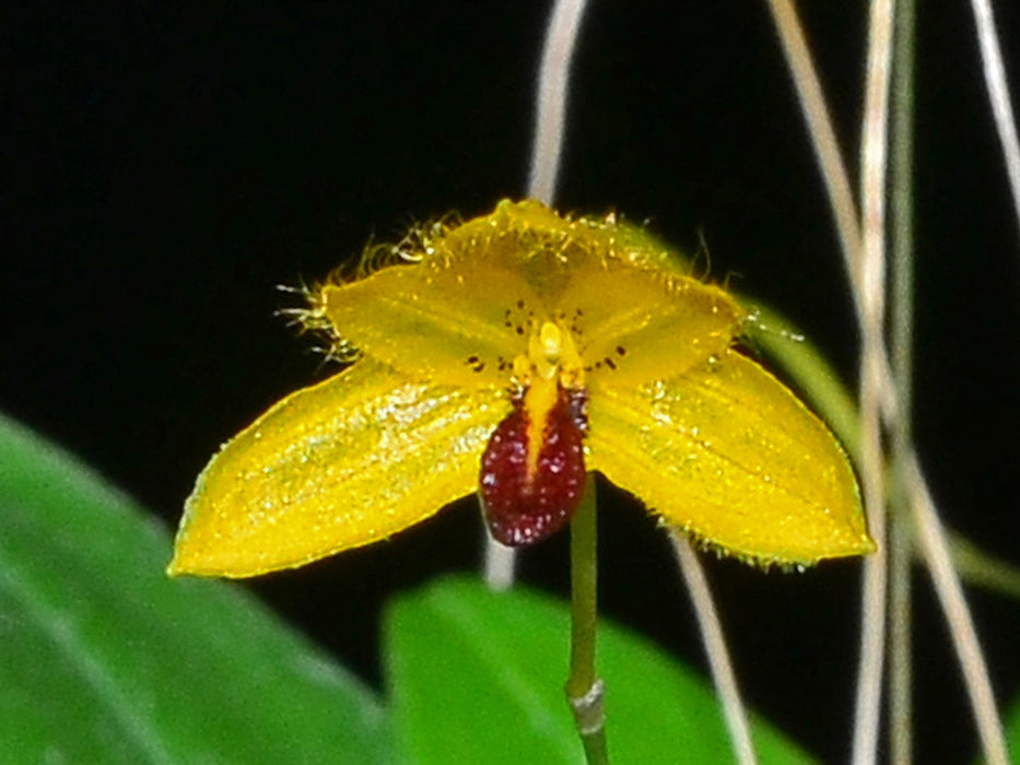 Bulbophyllum aestivale