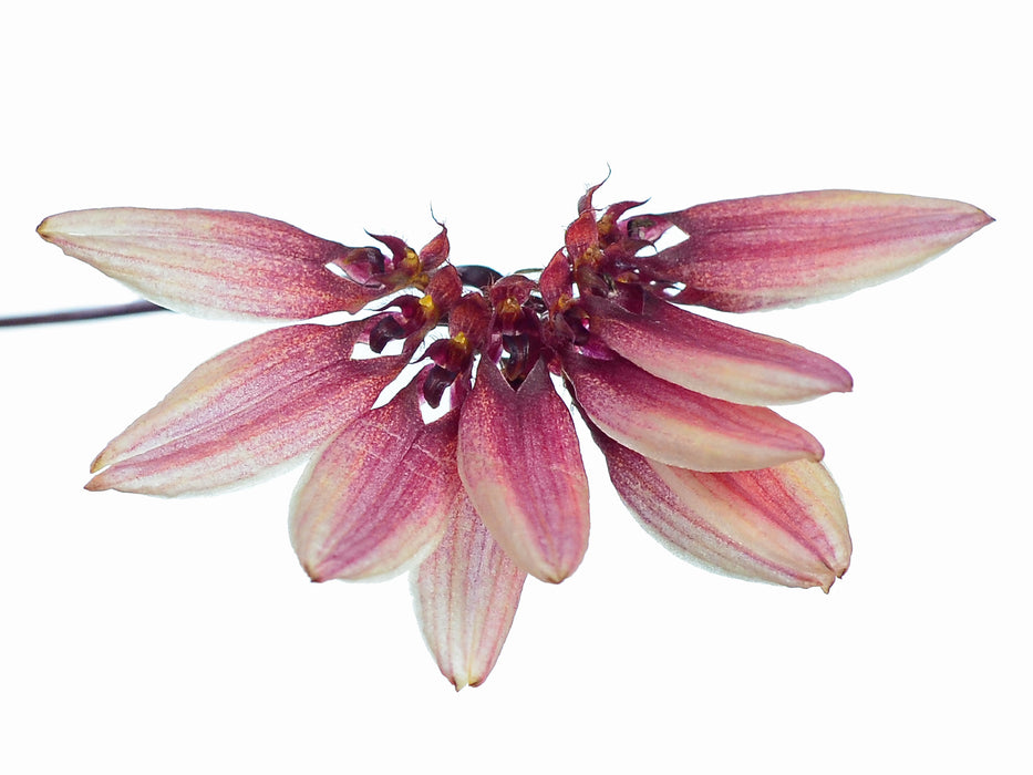 Bulbophyllum cumingii — Ecuagenera USA Corp
