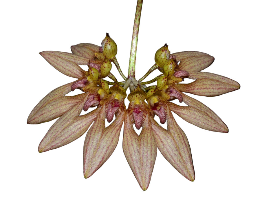 Bulbophyllum lepidum