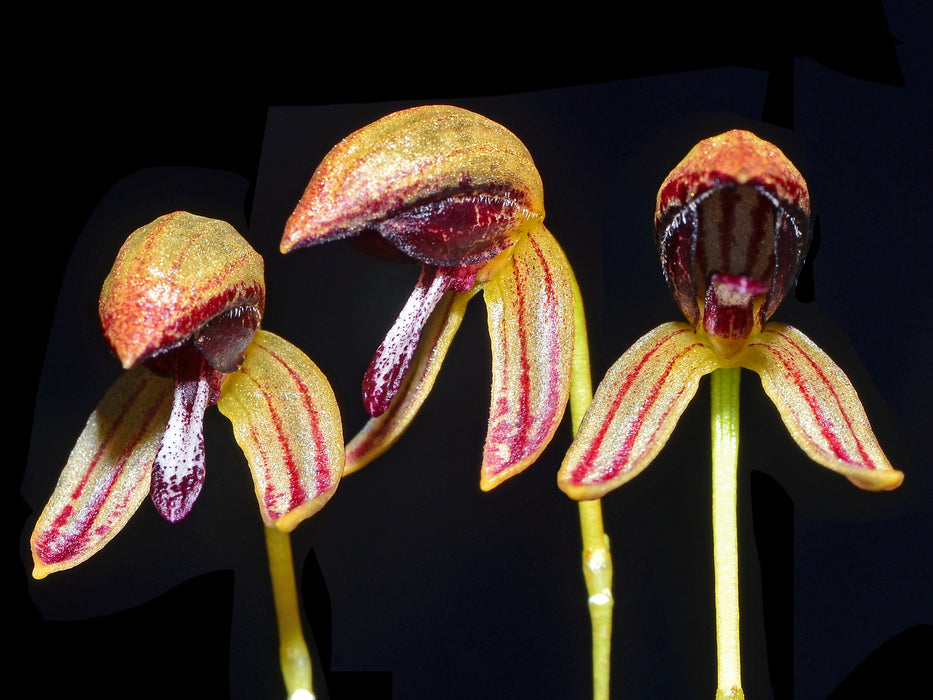 Bulbophyllum maquilinguense
