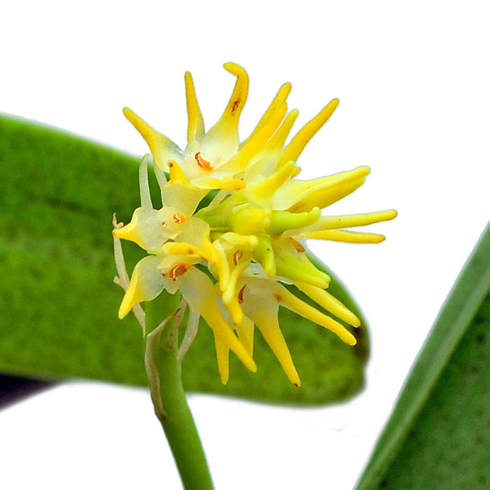 Bulbophyllum odoratissimum