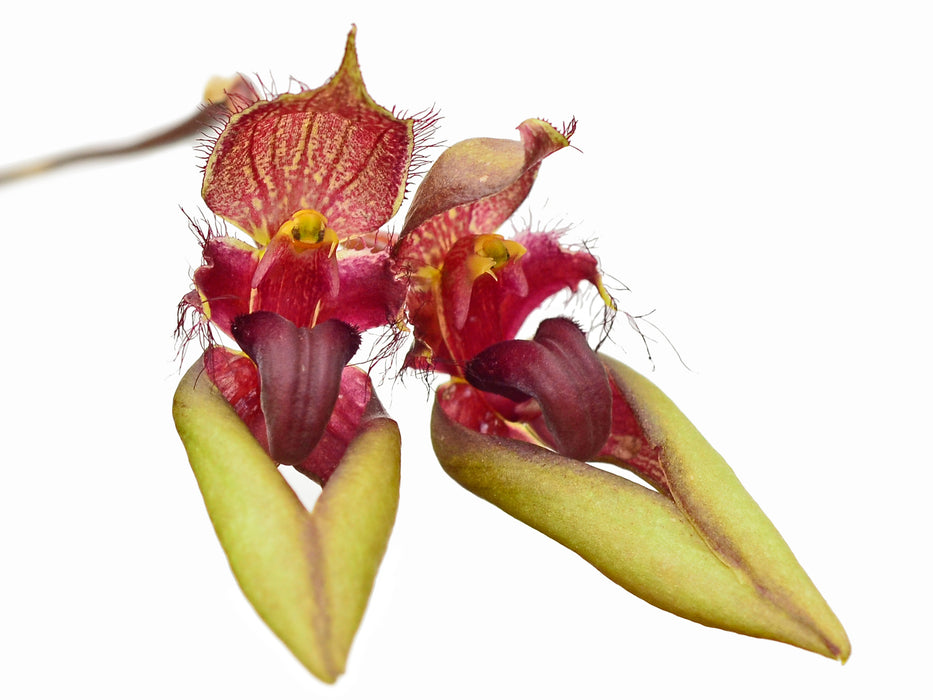 Bulbophyllum pingtungense
