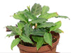 Calathea loeseneri