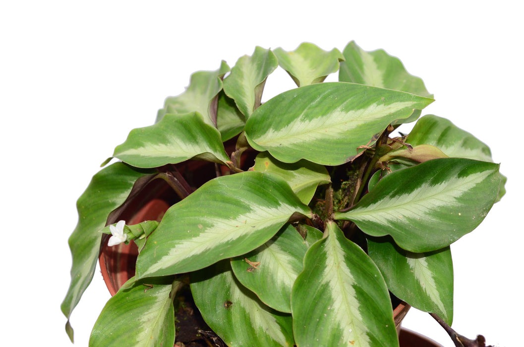 Calathea loeseneri 3
