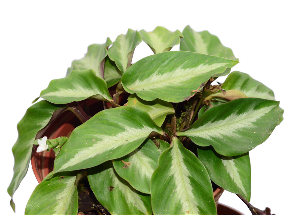 Calathea loeseneri 3