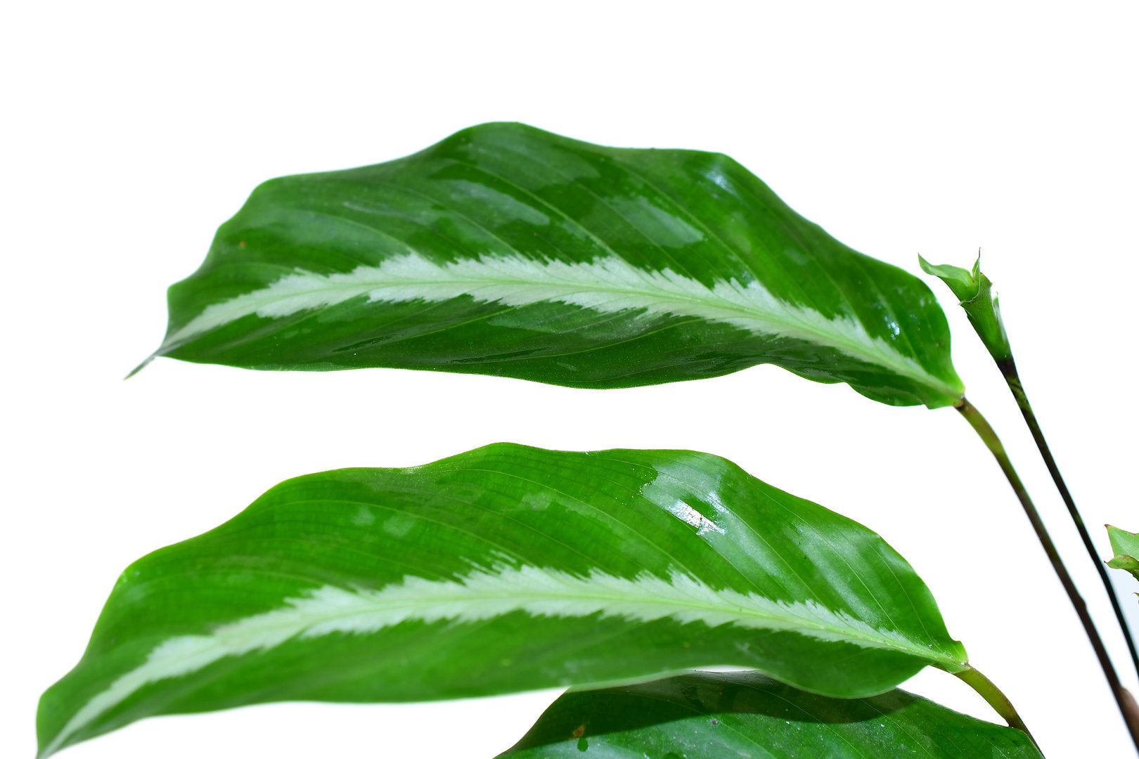 Calathea micans