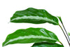 Calathea micans