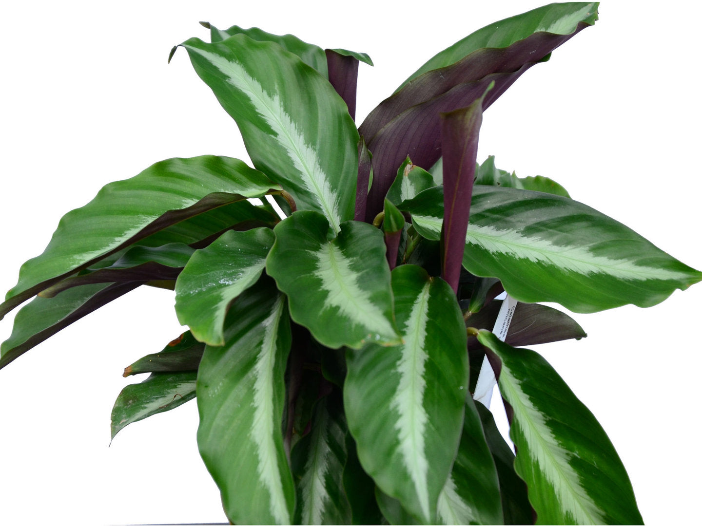 Calathea micans purple  Ecuagenera USA Corp