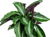 Calathea micans purple
