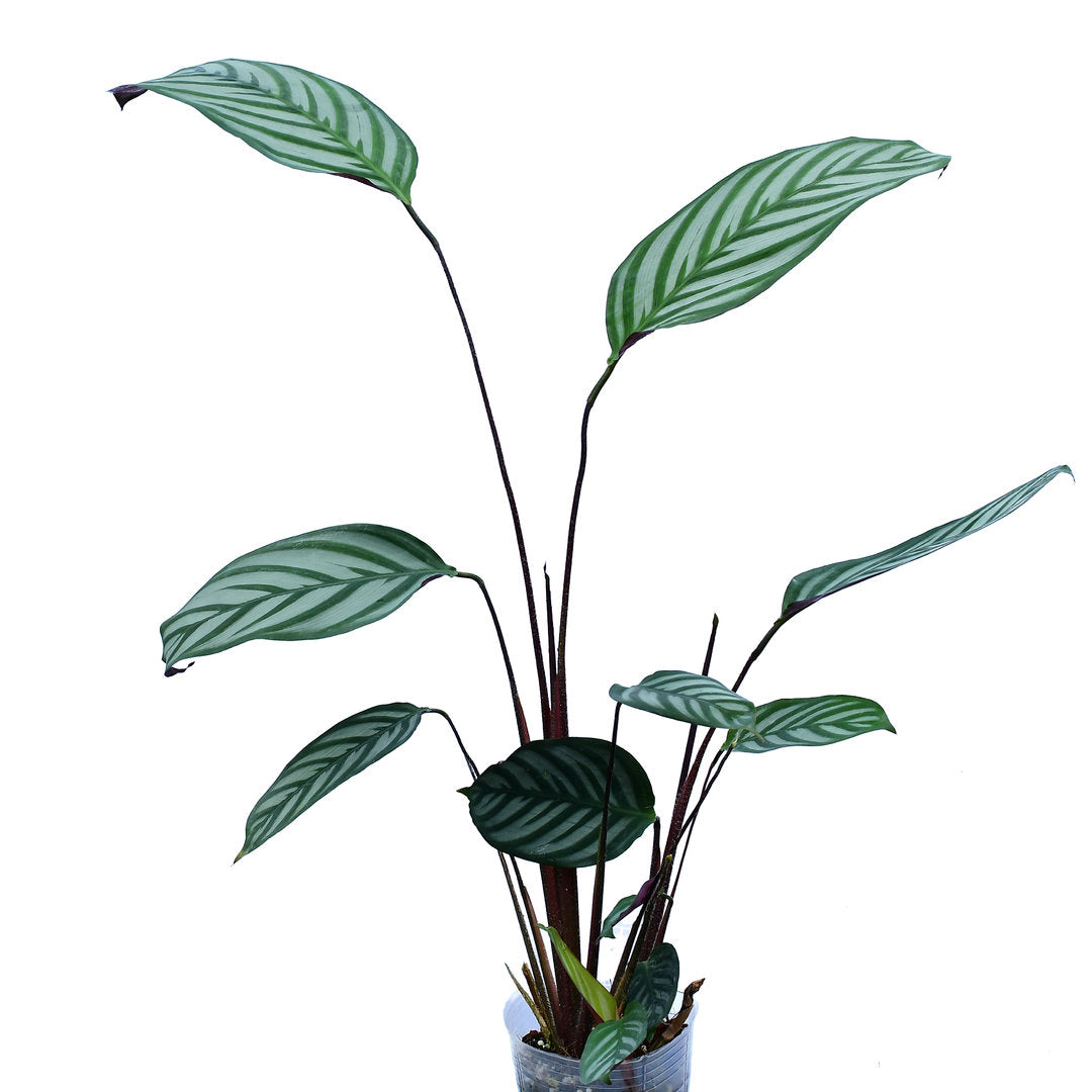 Calathea Bengal tiger