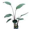 Calathea Bengal tiger