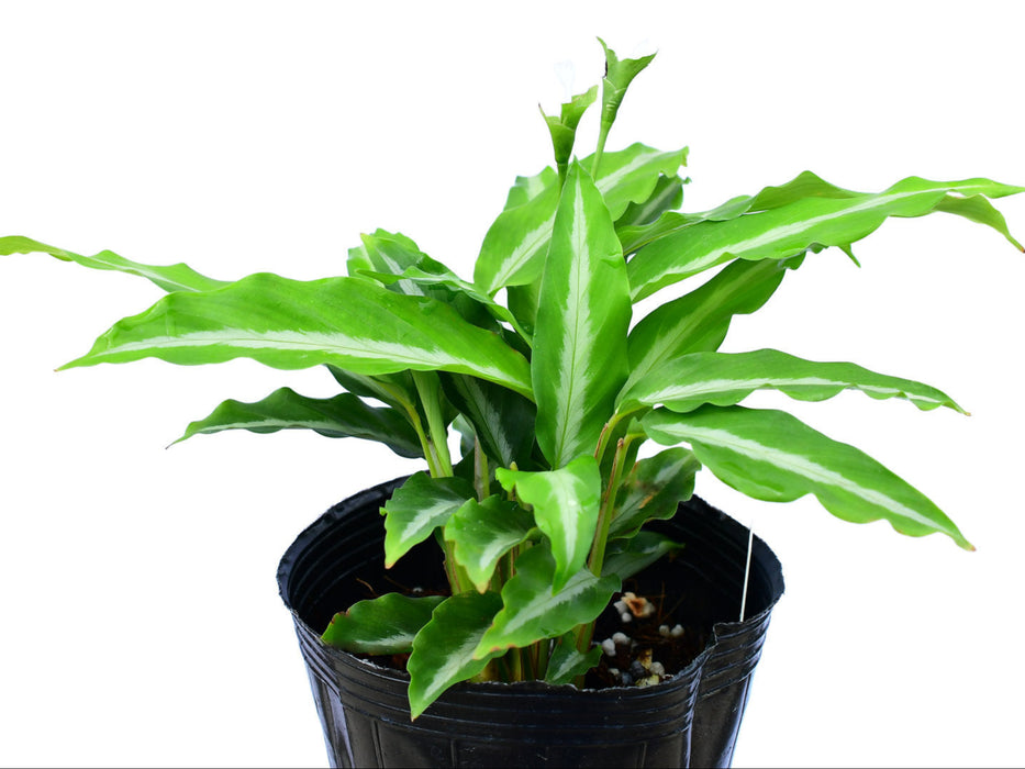 Calathea sp 'micans slim'