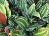Calathea picturata