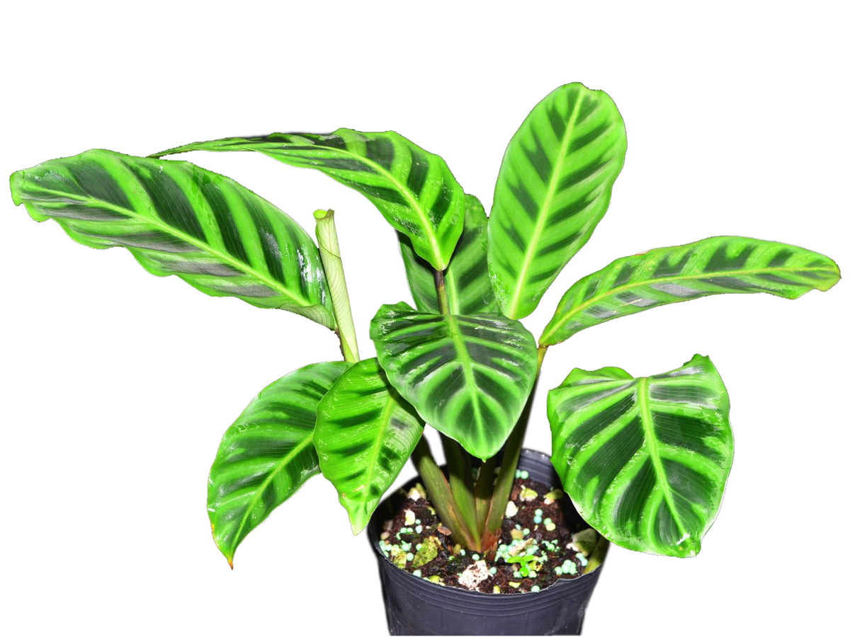 Calathea Zebrina Pot